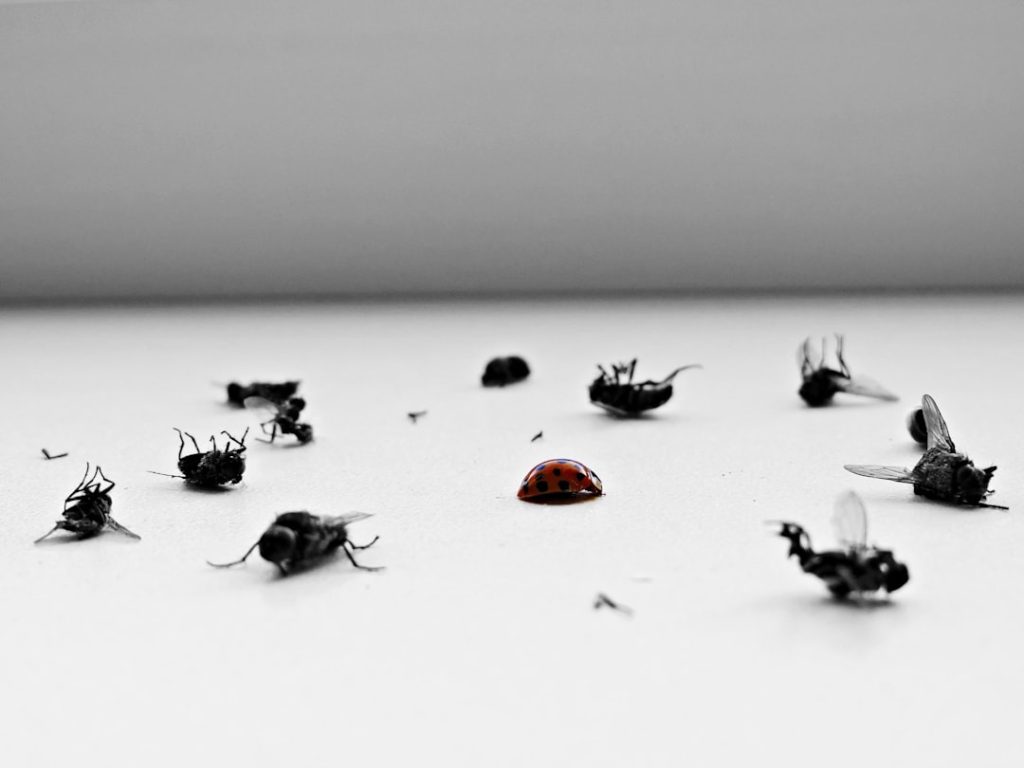 The Art of Drawing Readers In: Your attractive post title goes here a-group-of-flies-sitting-on-top-of-a-table-vhr2ujqehhw