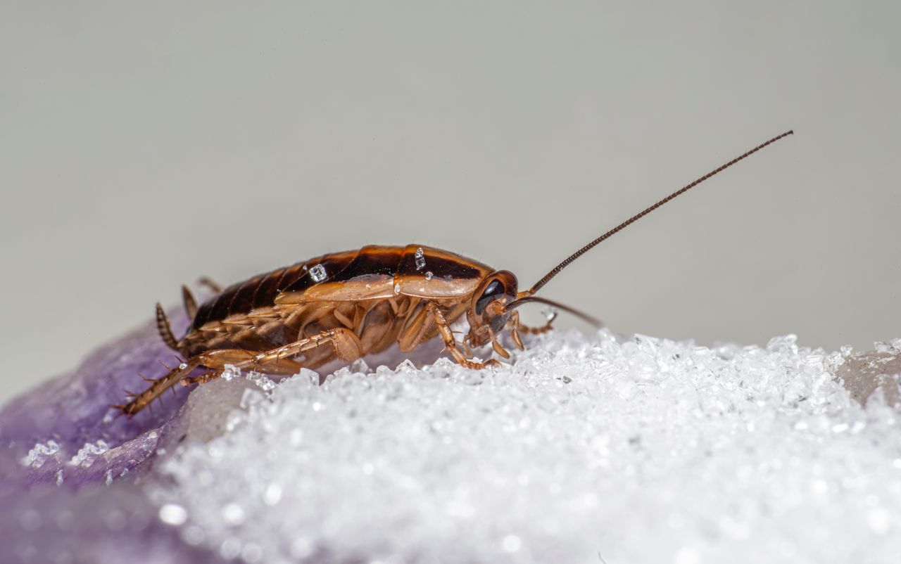 Crafting Captivating Headlines: Your awesome post title goes here Macro shot of a German cockroach feeding on sugar crystals.